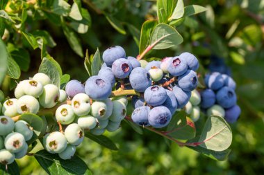 Türkiye 'nin İzmir kentinde hasat mevsiminde ağaçta bir sürü olgun meyve bulunan yabanmersini çiftliği. Yabanmersini toplama tarihi.