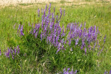 Yabani çiçek, bilimsel isim; Vicia villosa veya Vicia dasycarpa