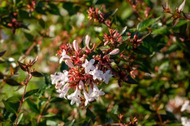 Close up white Abelia flowers in the garden clipart