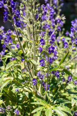 Delphinium staphisagria bit-bane veya güzel derin mavi çiçekler ile stavesacre orta ölçekli bitki