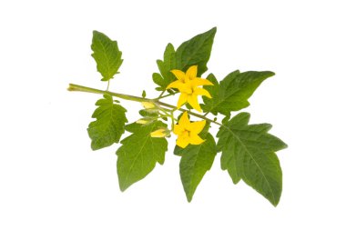 Domates yaprağı izole edilmiş. Beyaz arkaplanda çiçekli domates yaprakları.