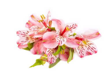 Beyaz arkaplanda yalıtılmış alstroemeria çiçeği