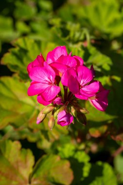 Bahçedeki pembe sardunyalar