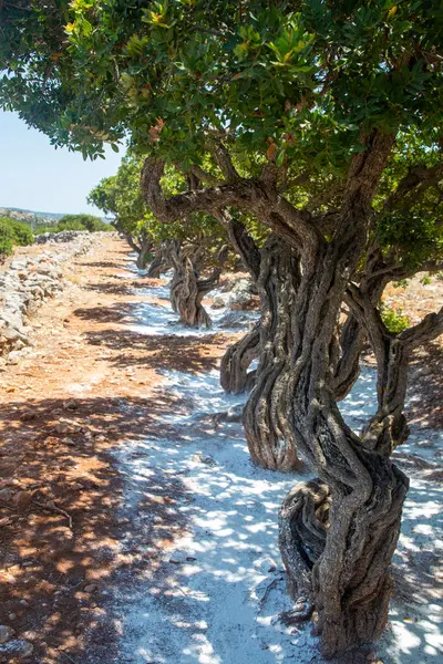 stock image Mastic gum resin flows from the mastic tree. Chios island - Greece