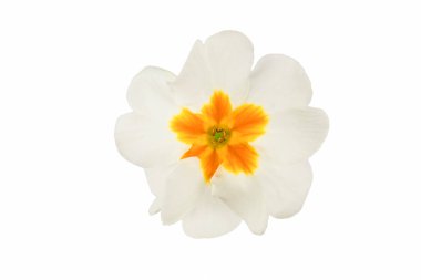 Primrose primula çiçekleri beyaz arkaplanda izole edilmiş