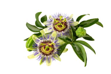 Beyaz arka planda Passiflora incarnata