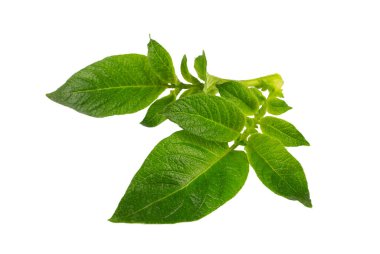 Beyaz arkaplanda patates yaprağı