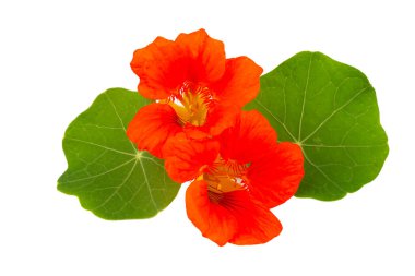Beyaz arka planda Tropeolum Majus çiçeği
