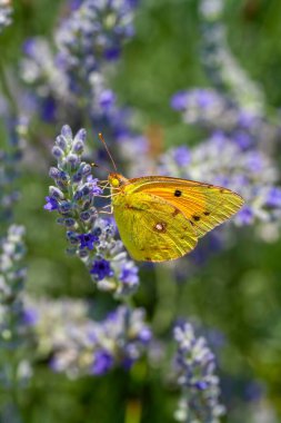 Yellow magnificence (Colias croceus), this butterfly with autumn colors has a wingspan  clipart