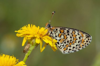 Bitki üzerine Cezayir Iparkhan Kelebeği (Melitaea ornata)
