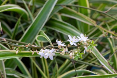 Klorophytum comosum (örümcek bitkisi, yaygın örümcek bitkisi, örümcek sarmaşığı, uçak bitkisi, kurdele bitkisi))