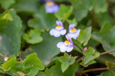 Cymbalaria muralis. Cymbolaria, small purple wildflowers. clipart