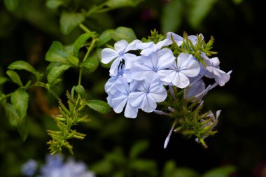 Mavi yasemin çiçeği, bilimsel adı; plumbago capensis