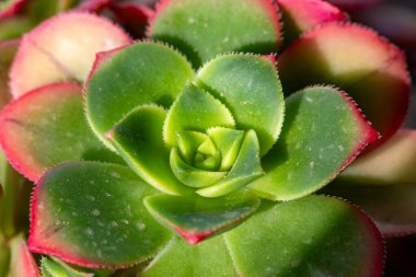 Aeonium haworthii 'Dream Color', genellikle Kiwi Aeonium olarak bilinir, açık yeşil, krem ve kırmızı tonlara sahiptir.