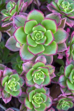 Aeonium haworthii 'Dream Color', genellikle Kiwi Aeonium olarak bilinir, açık yeşil, krem ve kırmızı tonlara sahiptir.
