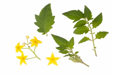 Domates yaprağı izole edilmiş. Beyaz arkaplanda çiçekli domates yaprakları.