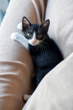 Evde küçük şirin bir smokin kedisi var.