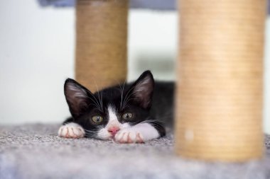 Şirin smokin, kedi yavrusu.