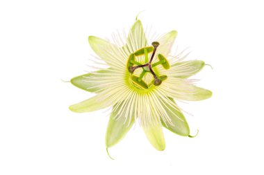 Ivy plant genus. Scientific name; Passiflora caerulea Constance Elliot on the white background clipart