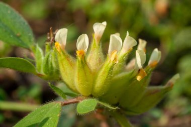 Tripodion, Fabaceae familyasına ait bir bitki cinsidir..