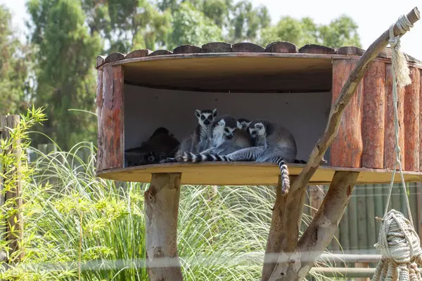 Doğal yaşam alanı, hayvanat bahçesi, İzmir - Türkiye, Lemur hayvanları