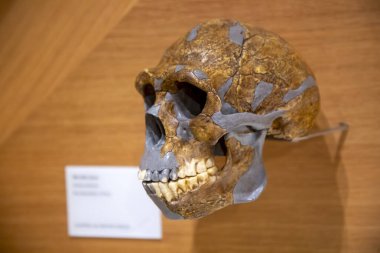 Düsseldorf, Almanya, 16 Şubat 2024, Neanderthal Müzesi