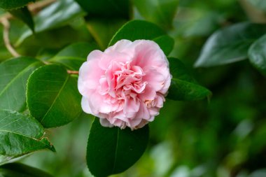Güneşli baharda Japon kamelyası (Camellia japonica). Sütun botanik bahçeleri.