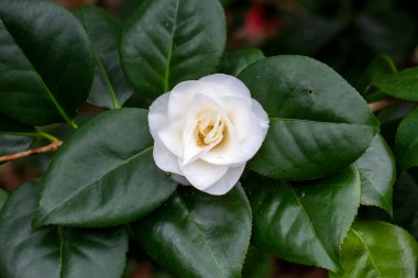 Güneşli baharda Japon kamelyası (Camellia japonica). Sütun botanik bahçeleri.