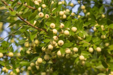 Myrtle meyvesi ve yaprakları dalda. Myrtus komüni