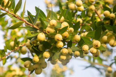 Myrtle meyvesi ve yaprakları dalda. Myrtus komüni