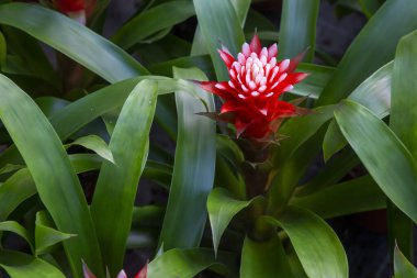 Guzmania Francesca, It is a type of epiphyte plant with a showy and exotic appearance that is grown as a popular houseplant. clipart