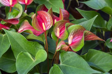 Flamingo çiçeği Anthurium sp. Anthurium andraeanum (Flamingo Çiçeği) Yaprak Çiçekleri.