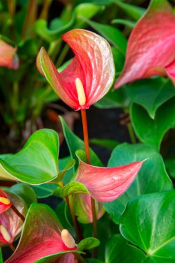 Flamingo çiçeği Anthurium sp. Anthurium andraeanum (Flamingo Çiçeği) Yaprak Çiçekleri.