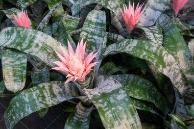 Çiçek tomurcuğu. Aechmea fasciata.