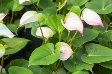 Flamingo çiçeği Anthurium sp. Anthurium andraeanum (Flamingo Çiçeği) Yaprak Çiçekleri.