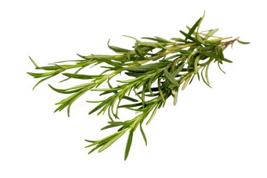 Biberiye beyaz arka planda izole edilmiş. Üst görüşlü biberiye dalları kümesi.