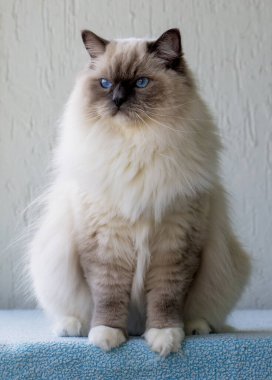 Sevimli oyuncak bebek kedi. Evcil hayvan..