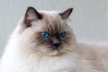 Sevimli oyuncak bebek kedi. Evcil hayvan..