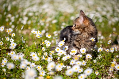 Uzun saçlı Norveç orman kedisi baharda papatyalarla çevrili..