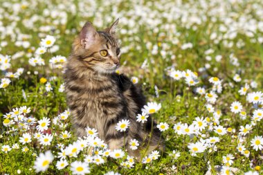 Uzun saçlı Norveç orman kedisi baharda papatyalarla çevrili..