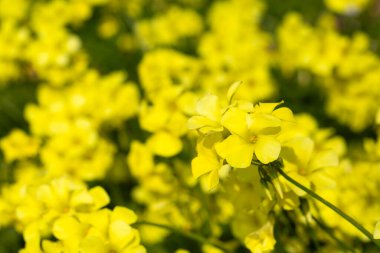 Oxalis pes-caprae, Oxalis cinsine ait bir bitki türüdür..