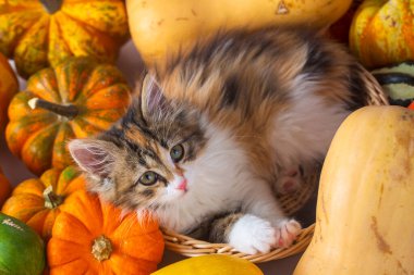 Balkabaklarının arasında sevimli bir yavru kedi.