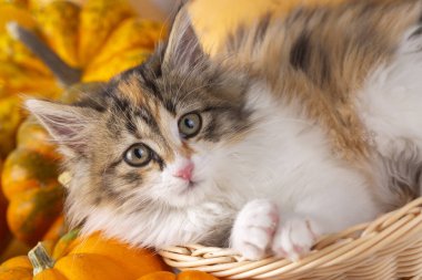 Balkabaklarının arasında sevimli bir yavru kedi.