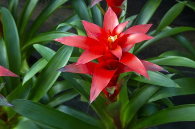 Guzman Bromelia 'nın çiçeği. Satılık. Esrar bitkileri, kapalı bitkiler, tropikal bitkiler.