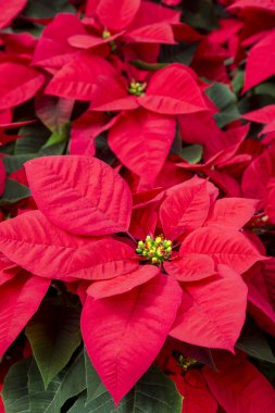 Flower Poinsettia (Euphorbia pulcherrima), commercially important flowering plant species of the diverse spurge family Euphorbiaceae. clipart