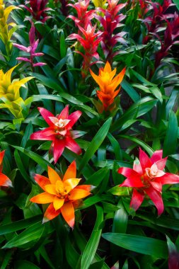 Guzman Bromelia 'nın çiçeği. Satılık. Esrar bitkileri, kapalı bitkiler, tropikal bitkiler.