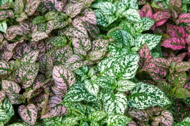 Beyaz, kırmızı ve pembe yaprakları, Hypoestes phyllostachya, bahçe bitki polka dot bitki bilinen,.