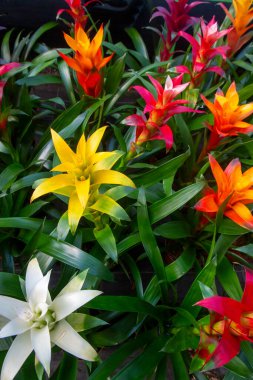 Guzman Bromelia 'nın çiçeği. Satılık. Esrar bitkileri, kapalı bitkiler, tropikal bitkiler.