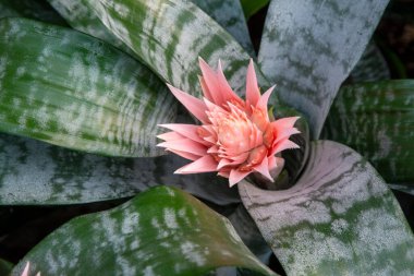 Parlak pembe tropikal Aechmea Fasciata Baker yeşil yapraklar üzerinde çiçek açan yaz arkaplanı