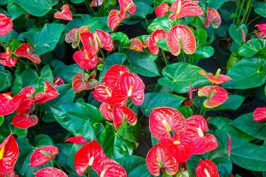 Flamingo çiçeği Anthurium sp. Anthurium andraeanum (Flamingo Çiçeği) Yaprak Çiçekleri.